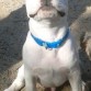 mi rockyy con 3meses y medio